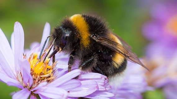 Bumble Bee on a flower